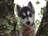 Disponibles à l’achat 5 Huskies Sibériens (LOF)