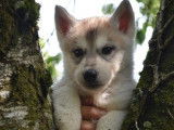 Disponibles à l’achat 5 Huskies Sibériens (LOF)