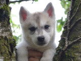 Disponibles à l’achat 5 Huskies Sibériens (LOF)