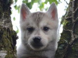 Disponibles à l’achat 5 Huskies Sibériens (LOF)