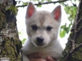 Disponibles à l’achat 5 Huskies Sibériens (LOF)