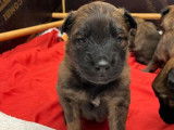 8 chiots Bergers Belges Tervueren LOF disponibles à la réservation
