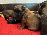 8 chiots Bergers Belges Tervueren LOF disponibles à la réservation