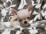 4 chiots mâles Chihuahuas LOF disponibles à la réservation