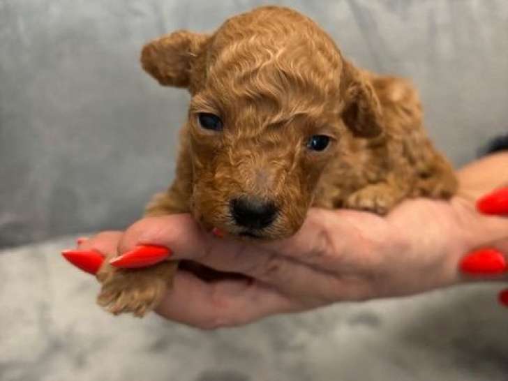 À vendre 3 chiots Caniches Toy fauves LOF