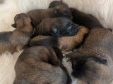 7 chiots Malinois fauve charbonné LOF à réserver