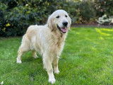 Une chienne Golden Retriever de 7 ans LOF disponible à la vente