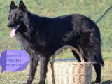 2 chiots mâles Bergers Belges Groenendael noirs LOF à acheter