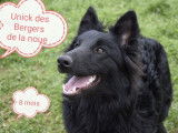 2 chiots mâles Bergers Belges Groenendael noirs LOF à acheter