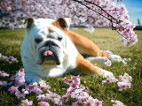 Disponible pour saillie un chien mâle Bulldog Anglais LOF