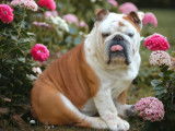 Disponible pour saillie un chien mâle Bulldog Anglais LOF