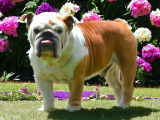 Disponible pour saillie un chien mâle Bulldog Anglais LOF