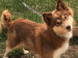 8 chiots Finnois de Laponie LOF disponibles à la réservation