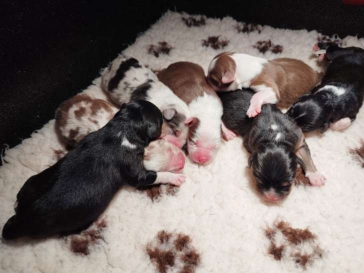 6 chiots Bergers Australiens à réserver (LOF)