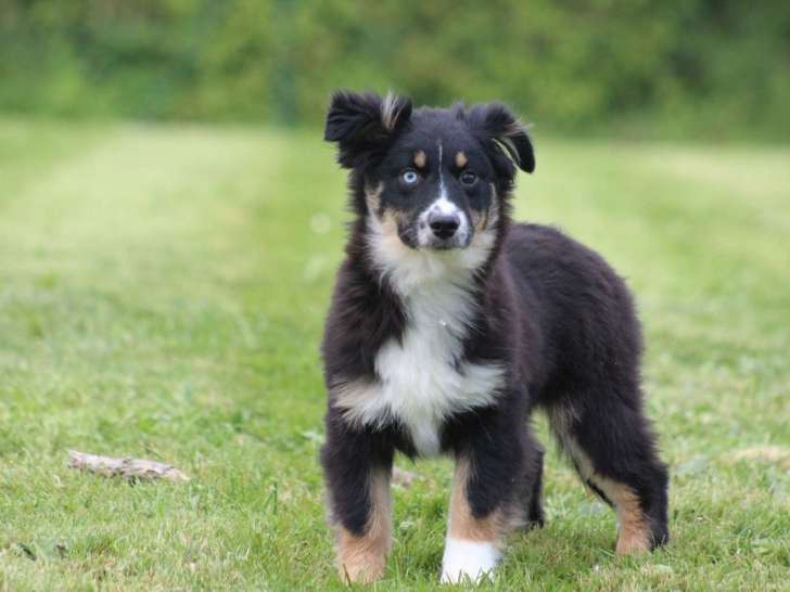 Un chiot femelle Berger Américain Miniature noir tricolore LOF à acheter
