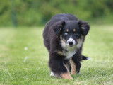 Un chiot femelle Berger Américain Miniature noir tricolore LOF à acheter