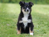 Un chiot femelle Berger Américain Miniature noir tricolore LOF à acheter