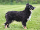 Un chiot femelle Berger Américain Miniature noir tricolore LOF à acheter