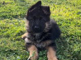Des chiots Bergers Allemands disponibles à l’achat (LOF)