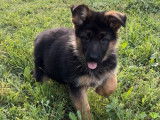 Des chiots Bergers Allemands disponibles à l’achat (LOF)