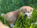 Chiot femelle Akita Inu rousse LOF à réserver
