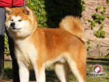 Chiot femelle Akita Inu rousse LOF à réserver