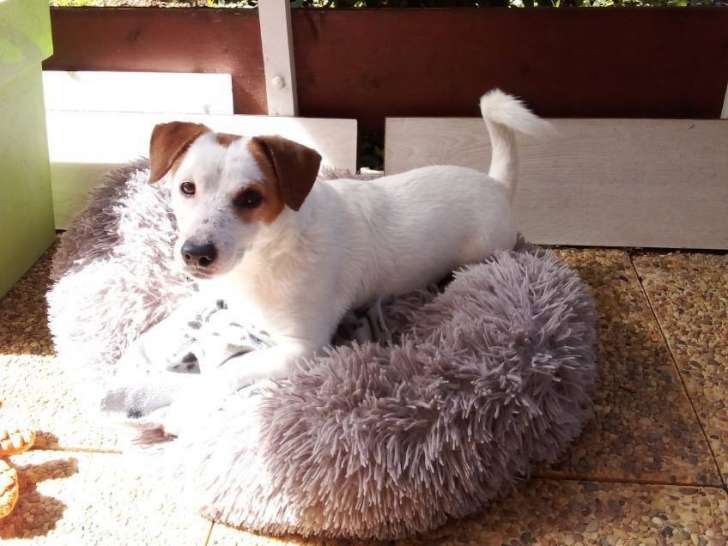 À adopter : chien Jack Russel Terrier de 8 ans