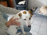 À adopter : chien Jack Russel Terrier de 8 ans