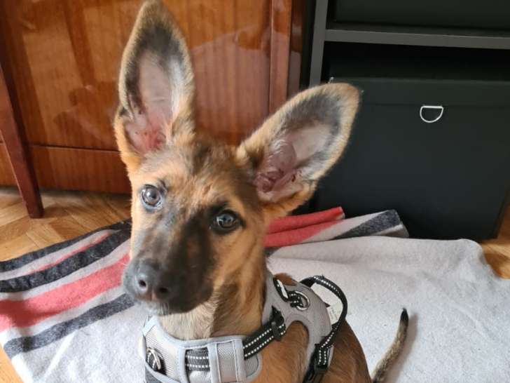 En attente d'adoption : chiot mâle de 7 mois