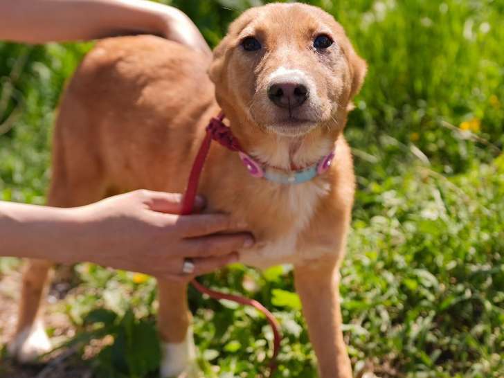 Disponible à l'adoption : chiot femelle de 7 mois