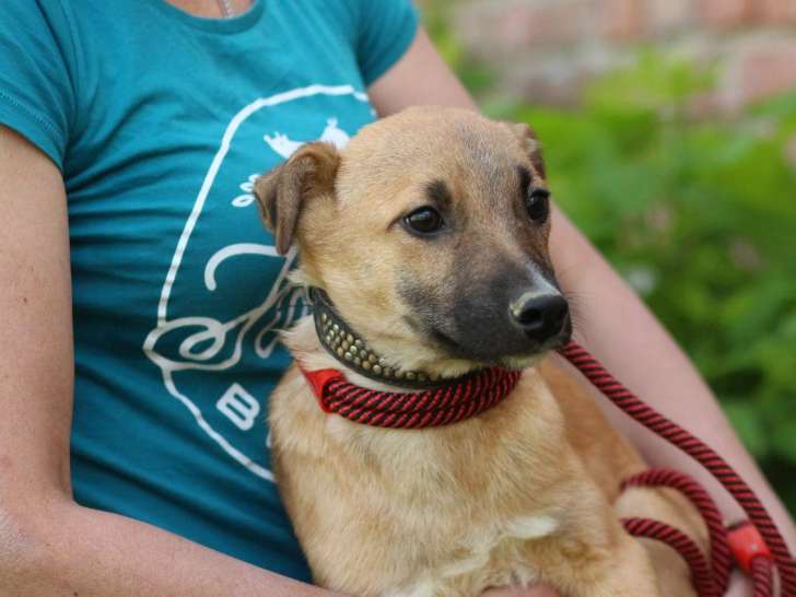 Chiot mâle en attente d'adoption