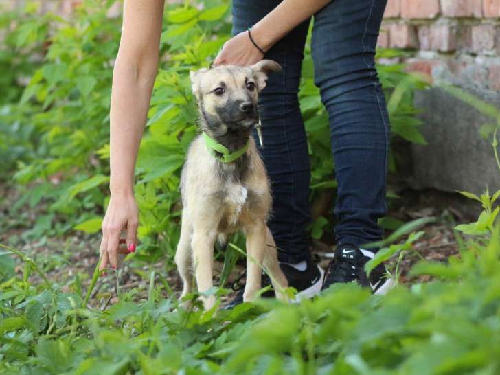 Disponible à l'adoption, chiot femelle de 7 mois