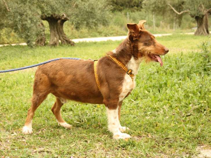 En attente d’adoption : chien marron et blanc