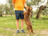 En attente d’adoption : chien marron et blanc