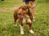 En attente d’adoption : chien marron et blanc
