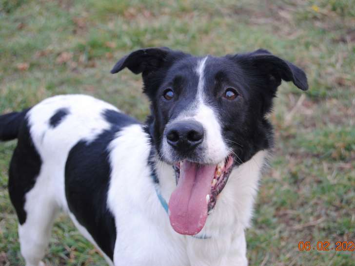 En attente d'adoption : chien Border Collie de 3 ans