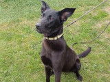 À adopter : chienne noire