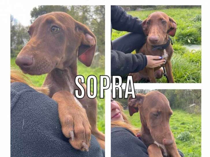 Disponible à l'adoption : chiot mâle de 5 mois