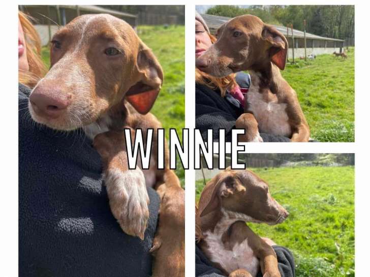 En attente d'adoption : chiot mâle de 5 mois