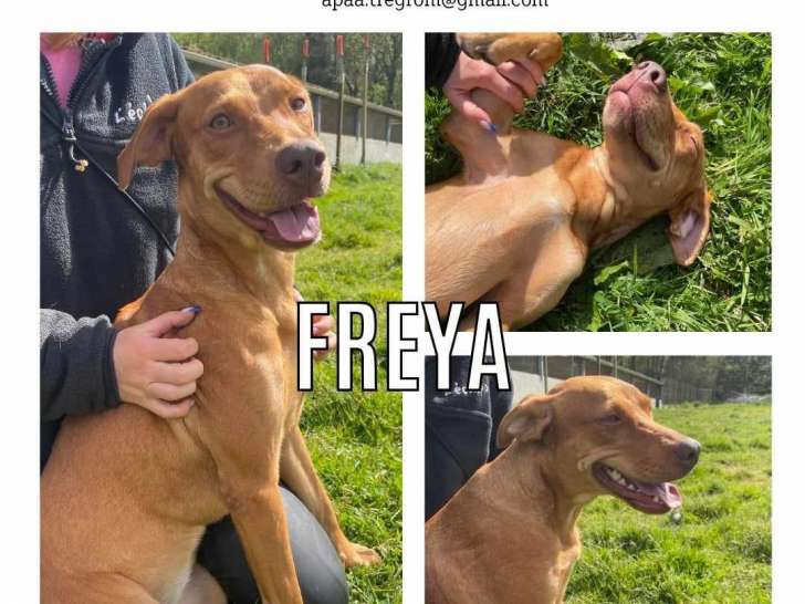 Disponible à l'adoption, chienne d'un an