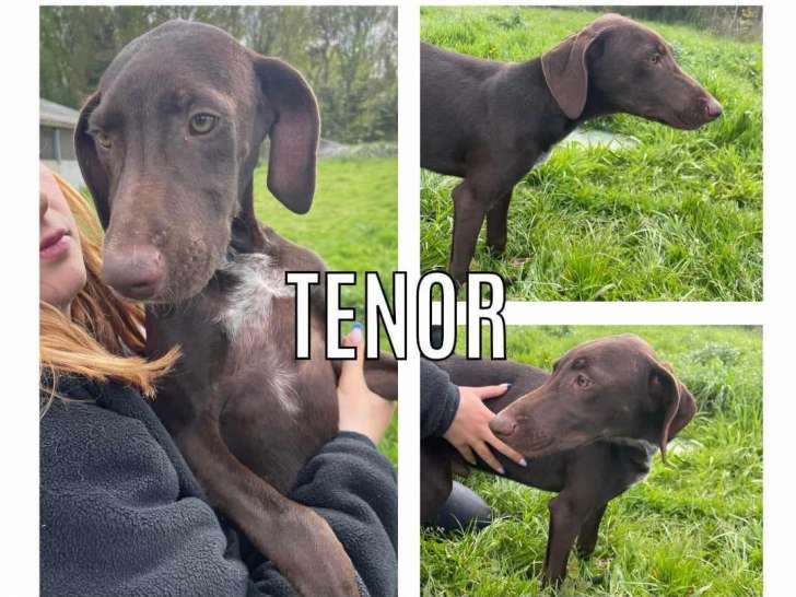 En attente d'adoption, chiot mâle de cinq mois