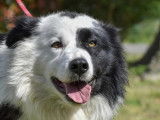 Chien Border Collie disponible à l’adoption