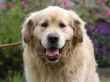 À adopter : chien Golden Retriever