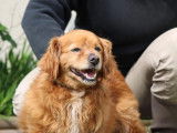 Disponible à l’adoption : chien Cavalier King Charles âgé de 13 ans