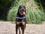 Disponible à l’adoption, chienne Beauceron de 2 ans