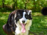 En attente d’adoption, chien Border Collie d’un an