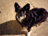 À la recherche d’un foyer : chienne Epagneul Nain Continental Papillon de 11 ans