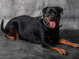À adopter : chienne  Rottweiler adulte