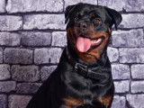 À adopter : chienne  Rottweiler adulte