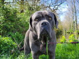 À adopter : chien Cane Corso de 4 ans